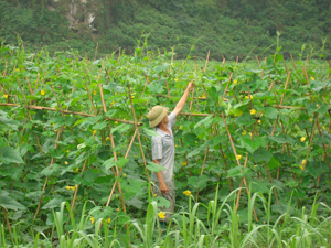 Xã Lạc Lương (Yên Thủy) triển khai thực hiện mô hình “Dân vận khéo” về trồng bí xanh đã mang lại hiệu quả kinh tế cao cho nhiều hộ gia đình. Ảnh: P.V
