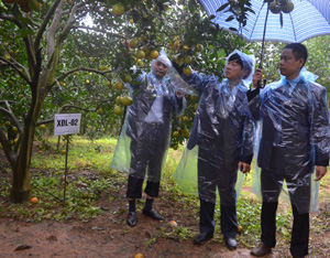 Trong khuôn khổ hội nghị, các đại biểu đã đi kiểm tra tình hình thực tế tại một số vườn cam trên địa bàn thị trấn Cao Phong và xã Tây Phong (Ảnh: đánh giá chất lượng của cây cam được đề nghị lần này mang ký hiệu XĐL-02).