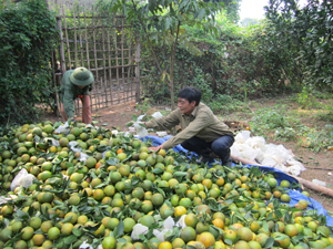 Năm 2014, huyện Cao Phong trồng mới 200 ha cam, nâng tổng diện tích cam lên 1.200 ha, dự kiến thu hoạch trên 1, 6 vạn tấn.  

