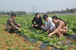 Lãnh đạo UBND huyện Yên Thủy tìm hiểu mô hình trồng rau giống Hàn Quốc tại xóm Chóng, xã Yên Lạc. Ảnh: T.L

