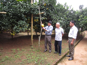Cán bộ Chi cục BVTV tỉnh và Trạm BVTV huyện Tân Lạc kiểm tra hiệu quả hoạt động của bẫy dẫn dụ ruồi đục quả tại khu vườn trồng bưởi của hộ gia đình ông Trần Văn Hùng (xóm Tân Hương 1, xã Thanh Hối).

