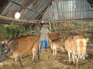 Hội viên CCB huyện Lạc Sơn đã xây dựng được hơn 300 mô hình tiêu biểu nuôi gia súc, gia cầm cho hiệu quả kinh tế cao. Ảnh: Mô hình nuôi bò của CCB Bùi Văn Nho (xã Ngọc Sơn).