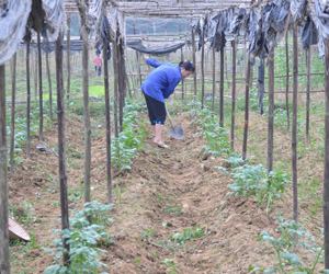 Cây khoai lang với diện tích trên 60 ha góp phần làm phong phú cho cơ cấu cây trồng vụ đông năm nay của huyện Tân Lạc.