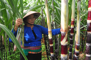 Mía tím được xác định là một trong những cây trồng chủ lực của huyện Cao Phong, cho thu nhập trên 150 triệu đồng/ha. Ảnh: Nông dân xóm Bảm, xã Tây Phong chăm sóc vườn mía đến kỳ thu hoạch.