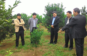 Đồng chí Lê Huy Ngọ, cố vấn BCĐ T.Ư chương trình mục tiêu quốc gia xây dựng NTM và đoàn công tác thăm quan thực tế mô hình trồng cam tại xã Dũng Phong, Cao Phong.