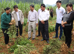 Đồng chí Bùi Văn Cửu, Phó Chủ tịch TT UBND tỉnh và đoàn công tác thăm ruộng lạc trồng mô hình liên kết thị trường đang thu hoạch ở xóm Thung Cối, xã Lạc Lương.