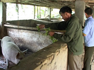 Ông Đinh Văn Lành, xóm Trà Ang, xã Vầy Nưa (Đà Bắc) chăm sóc đàn lợn của gia đình.