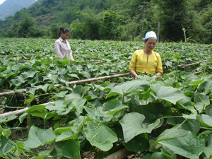 Người dân xã vùng cao Quyết Chiến (Tân Lạc) trồng su su lấy ngọn mang lại hiệu quả kinh tế cao và bền vững

 

