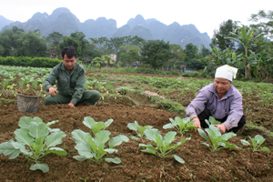Nông dân xóm Sào, xã Hạ Bì (Kim Bôi) duy trì trồng rau vụ đông tăng thu nhập trên một đơn vị diện tích.