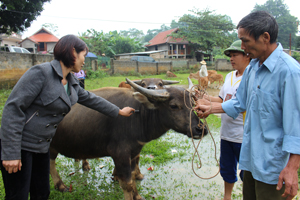 Xã Ân Nghĩa (Lạc Sơn) triển khai tiêm vắcxin LMLM cho đàn trâu, bò đạt tỷ lệ trên 85% tổng đàn.