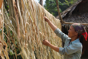 Tranh thủ thời gian nông nhàn, người dân xóm Thầm Luông, xã Đoàn Kết (Đà Bắc) thu gom vỏ cây đay rừng để lấy sợi dệt vải.