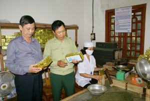 Lãnh đạo hội CCB tỉnh thăm quan mô hình sản xuất trà giảo cổ lam của CCB Bùi Đắc Quang, xóm Tày Măng, xã Tu Lý (Đà Bắc).