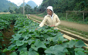 Người dân xã Ba Khan (Mai Châu) đầu tư trồng rau su su lấy ngọn đem lại hiệu quả kinh tế cao, góp phần thực hi?n tốt mục tiêu giảm nghèo bền vững.