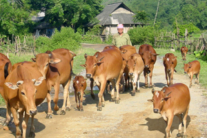 Nhân dân xã Phúc Tuy mở rộng diện tích trồng cỏ VA06, phát triển chăn nuôi đại gia súc.
