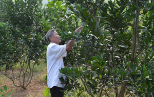 Ông Nguyễn Hữu Liệp chăm sóc vườn bưởi chuẩn bị cho ra quả năm đầu.