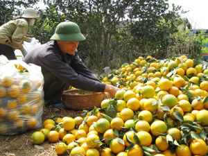 Khách mua buôn đến tận vườn cắt cam tại thị trấn Cao Phong (Cao Phong).