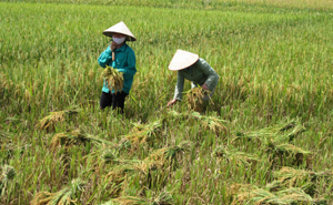 Mô hình sản xuất theo phương pháp an toàn đã giúp tăng năng suất, nâng cao giá trị gạo sạch của xã Trung Bì (Kim Bôi).