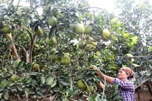 Từ sự vận động của Hội nông dân, nhân dân xóm Đại Đồng (xã Ngọc Lương) đã tích cực cải tạo vườn tạp, trồng bưởi diễn cho hiệu quả kinh tế trên 200 triệu/ha.