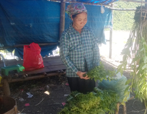 Rau sắng là sản phẩm bản địa được người dân xã Thung Khe (Mai Châu) thu hái, cung ứng ra thị trường.