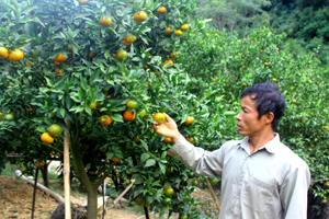 Anh Hà Văn Hưng, xóm Bái, xã Nam Sơn một trong những hộ gia đình có thu nhập cao nhất từ trồng quýt cổ.

