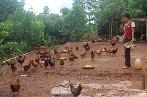 Anh Bùi Văn Hợp đang chăm sóc đàn gà thả vườn.  

