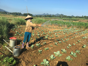 Nông dân xóm Đồng Nang, xã Đông Bắc (Kim Bôi) tích cực trồng rau vụ đông trong khung thời vụ.

