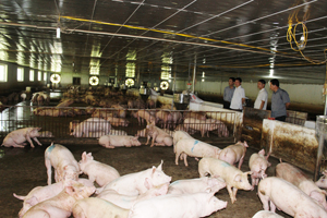 Xã Thành Lập (Lương Sơn) phát triển mô hình chăn nuôi lợn quy mô lớn, góp phần thực hiện tiêu chí thu nhập và giảm nghèo bền vững.