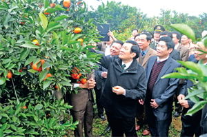 Chủ tịch nước Trương Tấn Sang cùng các đồng chí lãnh đạo tỉnh thăm vùng cam hàng hóa huyện Cao Phong. Ảnh: p.v