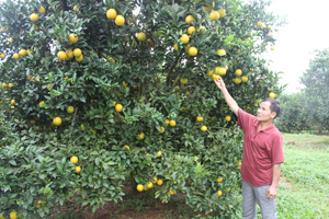 Vườn cam của hộ gia đình ở khu 1, thị trấn Cao Phong sẽ tham gia thi vườn cam có năng suất, chất lượng tốt nhất.