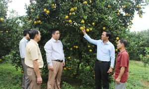 Đồng chí Võ Ngọc Kiên, TUV, Bí thư Huyện ủy Cao Phong cùng lãnh đạo huyện thăm hộ trồng cam tiêu biểu tại khu 1, thị trấn Cao Phong.  Ảnh: PV
