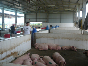 Lò giết mổ gia súc tập trung của doanh nghiệp TNTM&DV Ngọc Hà (xã Sủ Ngòi, thành phố Hòa Bình) đảm bảo các quy định về điều kiện vệ sinh an toàn trong sơ chế, chế biến, kinh doanh sản phẩm động vật, đã được cấp giấy chứng nhận vệ sinh thú y.