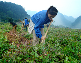 Chị Bùi Thị Thanh ở xóm Khan Thượng, xã Ba Khan (Mai Châu) thu hoạch khoai lang.