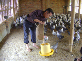 CCB xóm Rị xã Phú Thành(Lạc Thuỷ) nuôi gà Ai Cập đem lại thu nhập cao.