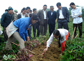 Chi cục ĐC-ĐC tỉnh triển khai mô hình trồng khoai lang ở xóm Khang Thượng, xã Ba Khan (Mai Châu)