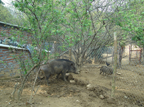 Mô hình nuôi lợn rừng lai lợn địa phương mang lại hiệu quả kinh tế cao ở thị trấn Đà Bắc (Đà Bắc)
