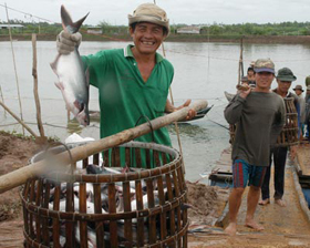 Thu hoạch cá basa tại An Giang