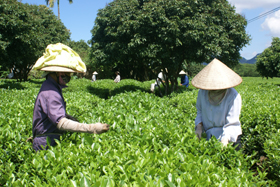 Nông dân huyện Lạc Thủy đưa giống chè mới  vào sản xuất cho năng suất 24 tấn/ha.