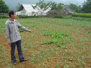 Nhiều hộ gia đình ở xã Pù Bin đã đưa cây tỏi vào trồng, mỗi năm đều cho thu nhập cao, ổn định đời sống gia đình.