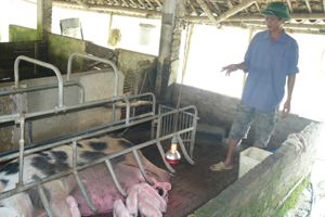 Mô hình nuôi lợn sinh sản của gia đình anh Nguyễn Văn Toàn, xóm Cầu Dâu, xã Trường Sơn (Lương Sơn) đem lại hiệu quả cao.