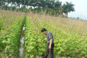 Xã Tân Vinh (Lương Sơn) trồng dưa chuột vụ đông đem lại hiệu quả kinh tế cao.  Ảnh: Đ.T