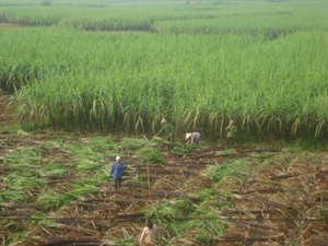 Nông dân xã Thu Phong vào mùa thu hoạch mía.