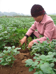 Nông dân xã Thanh Hối (Tân Lạc) kiểm tra tình hình bệnh héo xanh vi khuẩn trên cây khoai tây nhằm kịp thời khống chế mức độ gây hại.