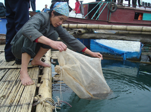 Từ vốn vay của Ngân hàng CSXH, nhiều hộ gia đình ở Thung Nai đầu tư  nuôi thủy sản đem lại hiệu quả kinh tế cao.