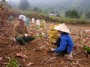 Nông dân xóm Sèo, xã Cao Sơn thu hoạch dong riềng.