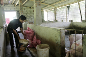 Nông dân xã Hữu Lợi (Yên Thuỷ) phát triển mô hình chăn nuôi lợn thịt mạng lại hiệu quả kinh tế cao.