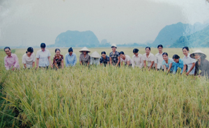 Chị em phụ nữ xã Phú Lai giúp nhau thu hoạch lúa mùa.