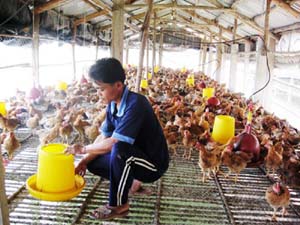 Mô hình nuôi gà an toàn sinh học tại xã Họp Hòa phát triển tốt, cho hiệu quả kinh tế khá.