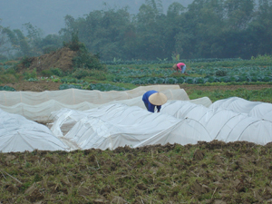 Tranh thủ thời tiết thuận lợi, bà con xã Yên Mông (TPHB) gieo mạ chuẩn bị cấy vụ chiêm xuân.