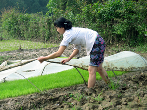 Trong những ngày giá rét giữa tháng 12, nông dân phường Hữu Nghị (TPHB) đã che phủ nilon đúng cách để bảo vệ mạ gieo, sẵn sàng cấy trà lúa xuân sớm vào đầu tháng 1/2012.