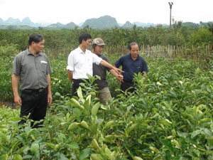 Hội viên Hội CCB huyện Cao Phong thăm, trao đổi kinh nghiệm phát triển kinh tế tại mô hình vườn ươm cam giống mới của hội viên CCB Nguyễn Văn Toàn, khu 3, TT Cao Phong. Ảnh: P.V